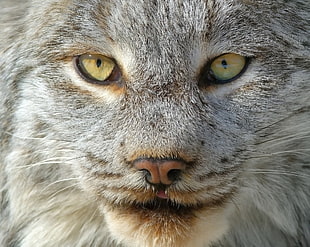 Lynx,  Predator,  Muzzle,  Nose HD wallpaper