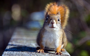 selective focus photography of brown squirrel