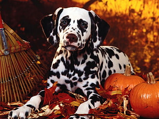 Dalmatian,  Dog,  Sit,  Breed HD wallpaper