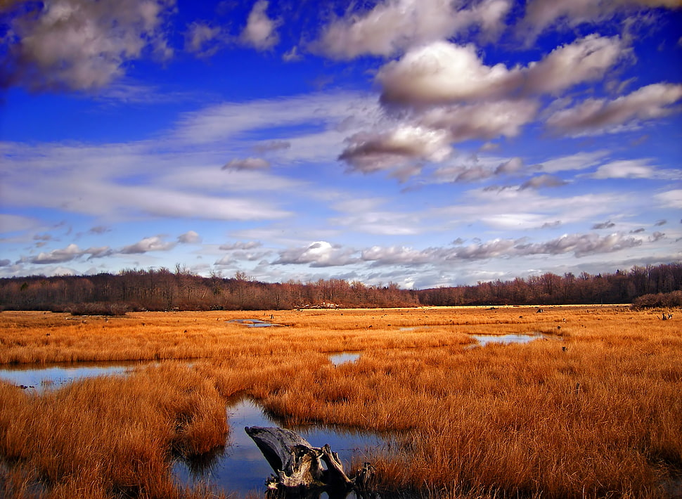lake surrounded by withered grass field under blue sky and white clouds HD wallpaper