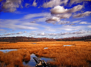 lake surrounded by withered grass field under blue sky and white clouds