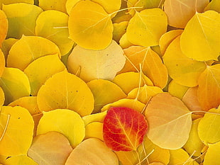 red leaf on top of yellow leaves HD wallpaper