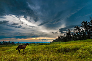 brown horse on green field during day time HD wallpaper