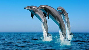 three gray dolphins, animals, dolphin, jumping, sea