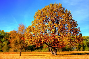 tall Maple tree on brown grass on landscape photography