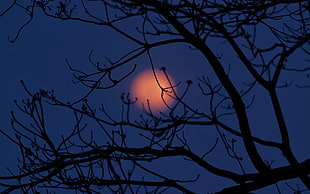photo of bare tree in front of moon