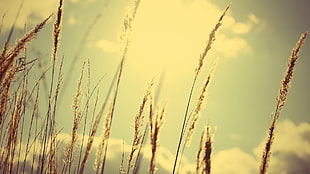 wheat plant, nature, plants, sky, clouds HD wallpaper