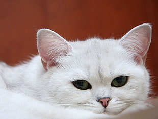white persian cat photo