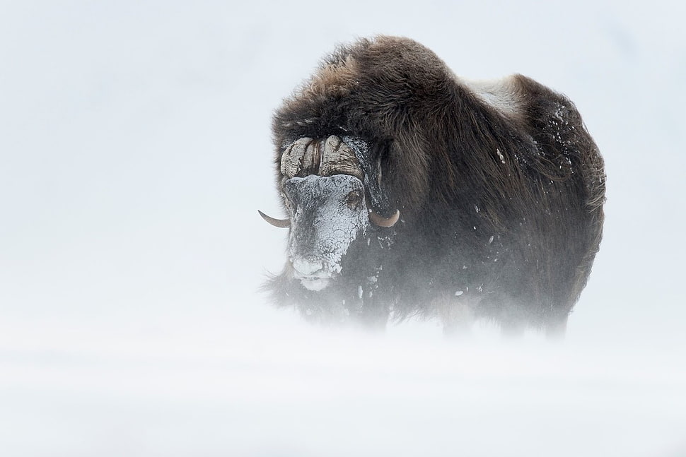 adult bison, buffalo, snow HD wallpaper