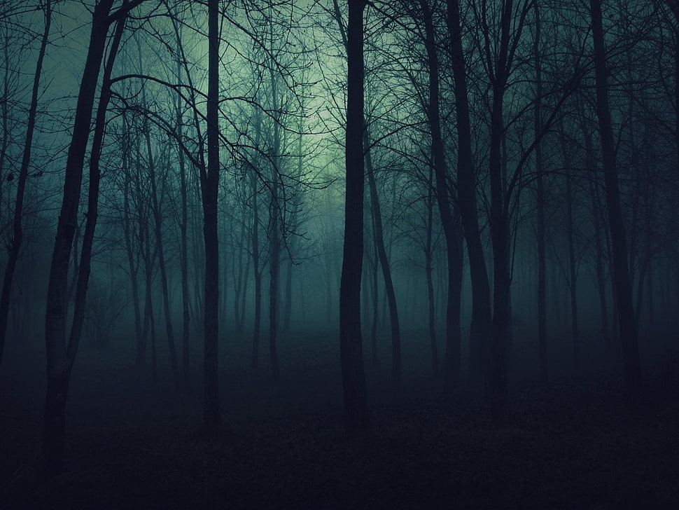 silhouette of bare trees, forest, forest clearing HD wallpaper