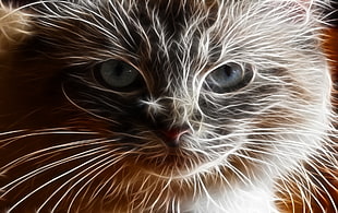 short-haired gray cat, cat, Fractalius HD wallpaper