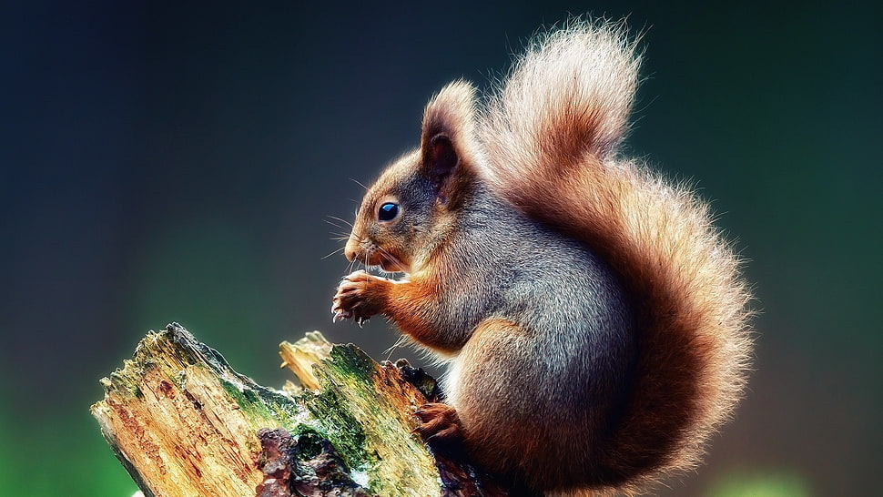 black and brown animal, animals, squirrel HD wallpaper