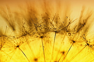 close up photography of dandelions HD wallpaper