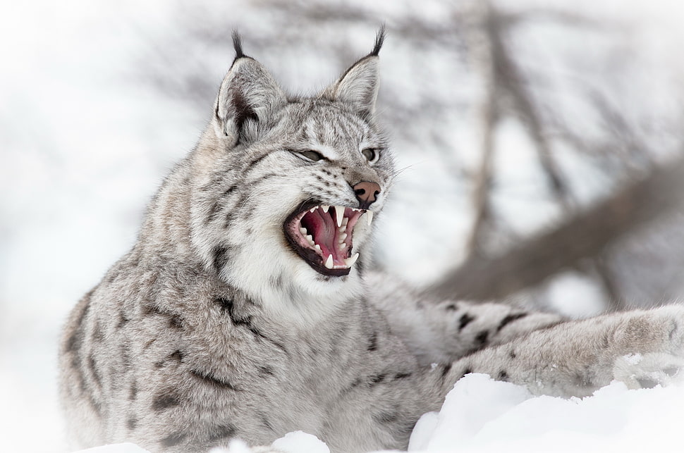 gray and black Lynx HD wallpaper