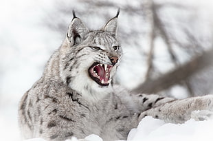 gray and black Lynx