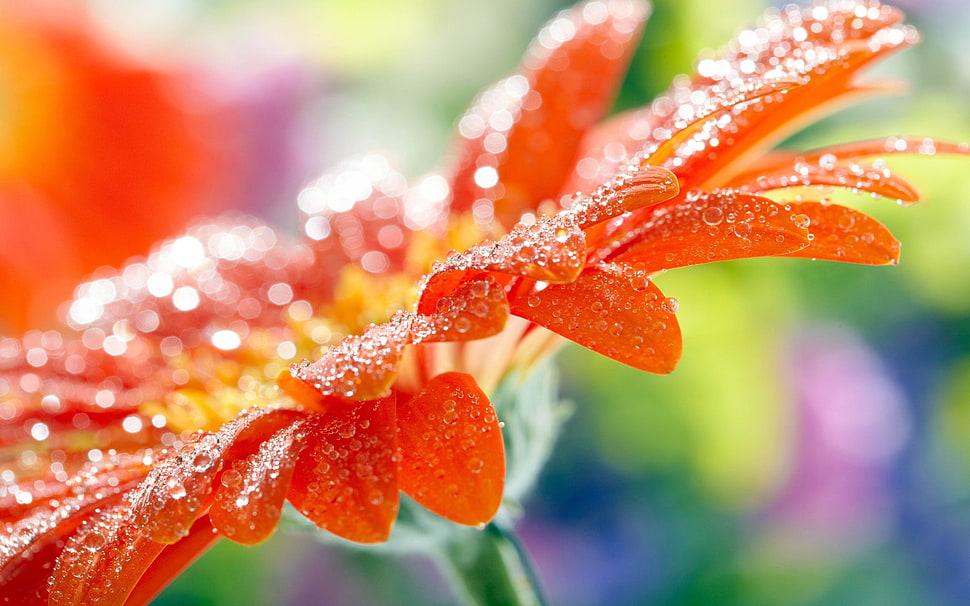 red and white petaled flower, water drops, flowers HD wallpaper