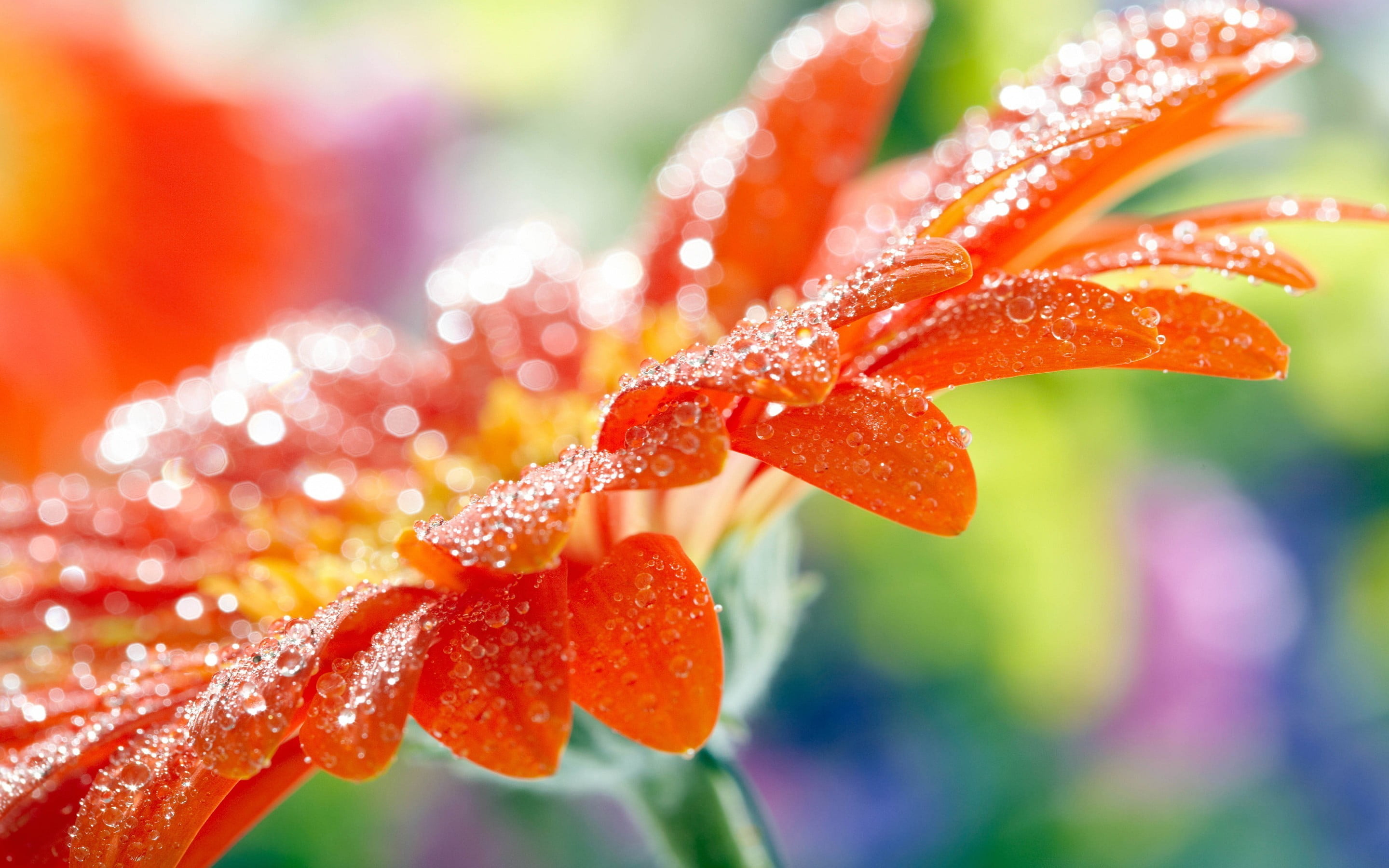 red and white petaled flower, water drops, flowers