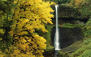 water falls near yellow trees