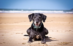 photo of black short-coat dog on the beach during day timne