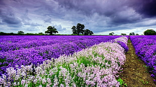 photo of pink and purple field of flowers