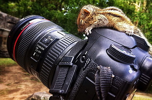 black Canon DSLR camera, squirrel, camera, Canon, Canon 7D  HD wallpaper