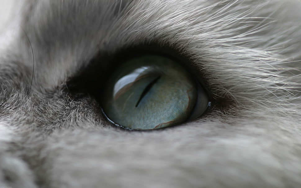 animal eye, cat, eyes, animals HD wallpaper