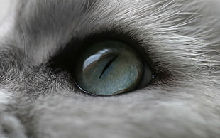 animal eye, cat, eyes, animals HD wallpaper
