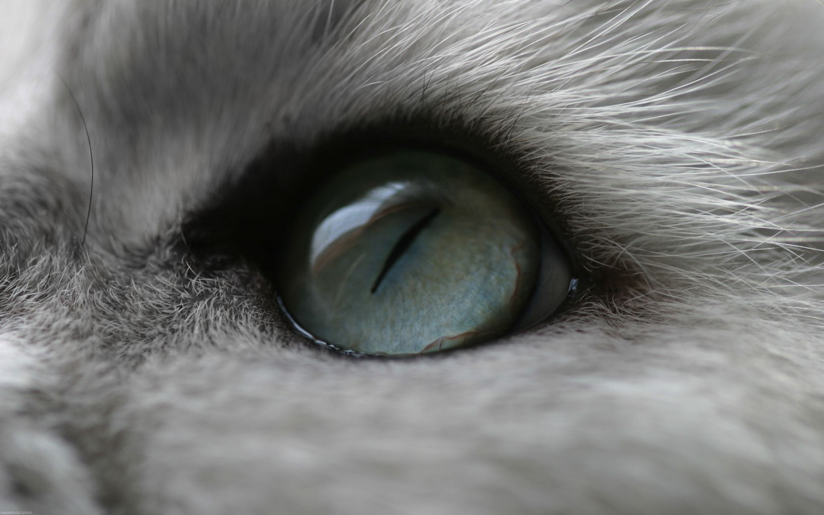 animal eye, cat, eyes, animals