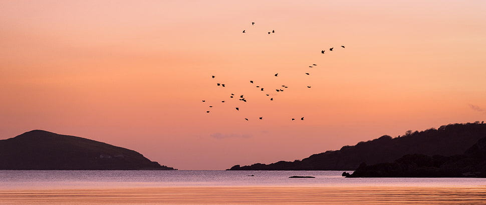 birds flying over sea with silhouette of mountain during sunset HD wallpaper