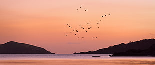 birds flying over sea with silhouette of mountain during sunset HD wallpaper