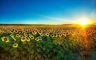 sunflower field during sunrise