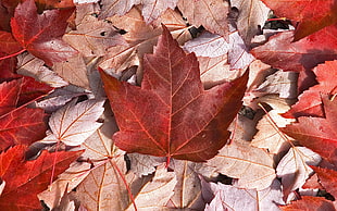 dried brown maple leaves HD wallpaper