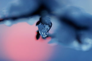 Ice,  Snow,  Branch,  Blur HD wallpaper
