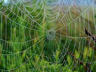 macro shot photography of spider web during daytime HD wallpaper