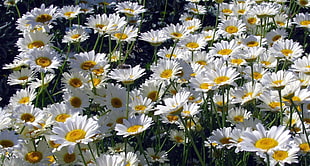 white daisy flower plantation