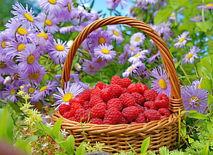 basket of berries HD wallpaper