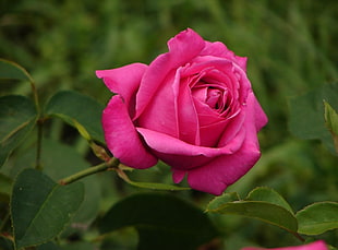 pink Rose Flower