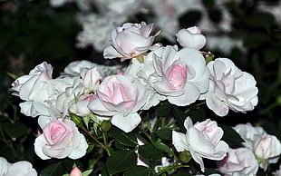 selective focus of pink petaled flowers in bloom