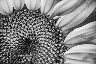 greyscale photo of Sunflower flower HD wallpaper