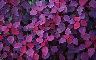 purple and pink leaves