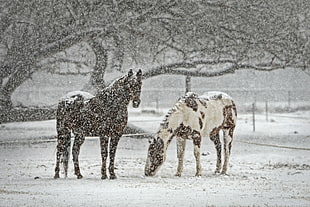 two horses under snowy weather HD wallpaper