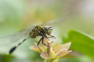 selective color photography of dragonfly on leaf