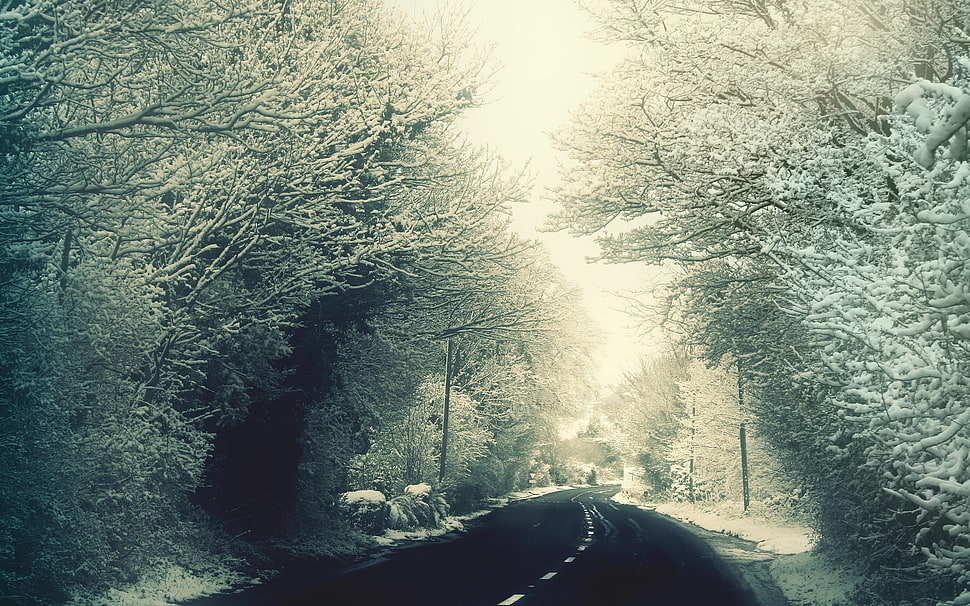 brown bare trees, winter HD wallpaper