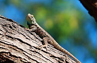 photo of lizard on wood