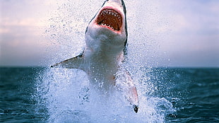 great white shark, Great White Shark HD wallpaper