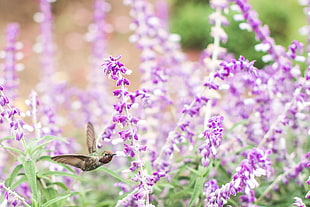 shallow focus photo of hummingbird HD wallpaper