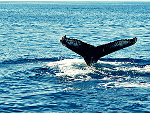 black whale's tail on body of water during daytime, humpback