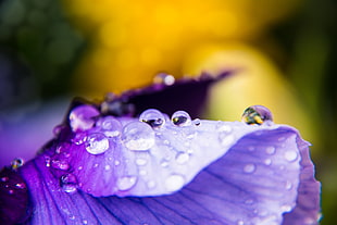 dew drops on purple petaled flower focus lens photography HD wallpaper