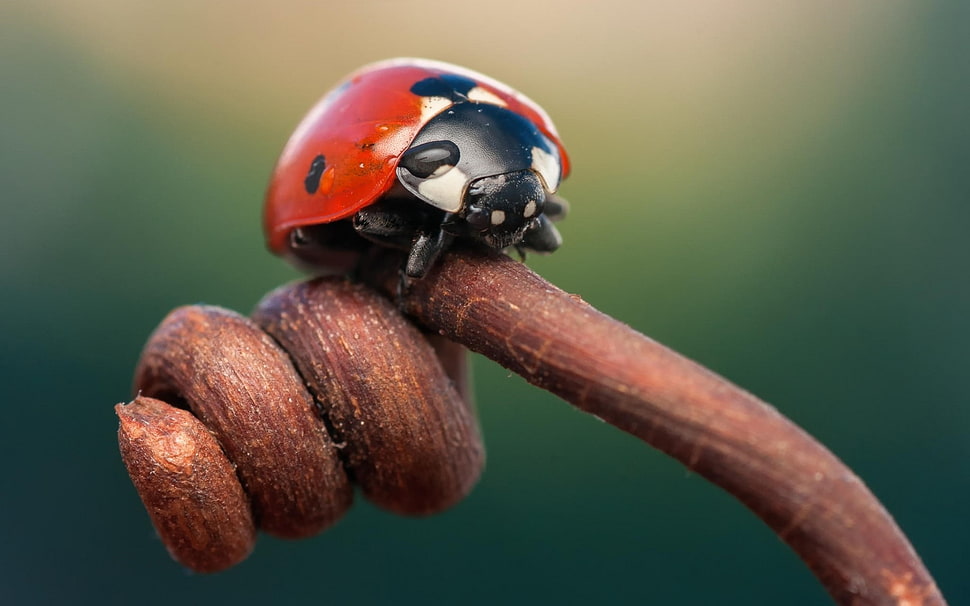 red and black ladybug, ladybugs HD wallpaper