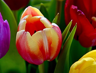 photo of pink and yellow tulip flowers HD wallpaper